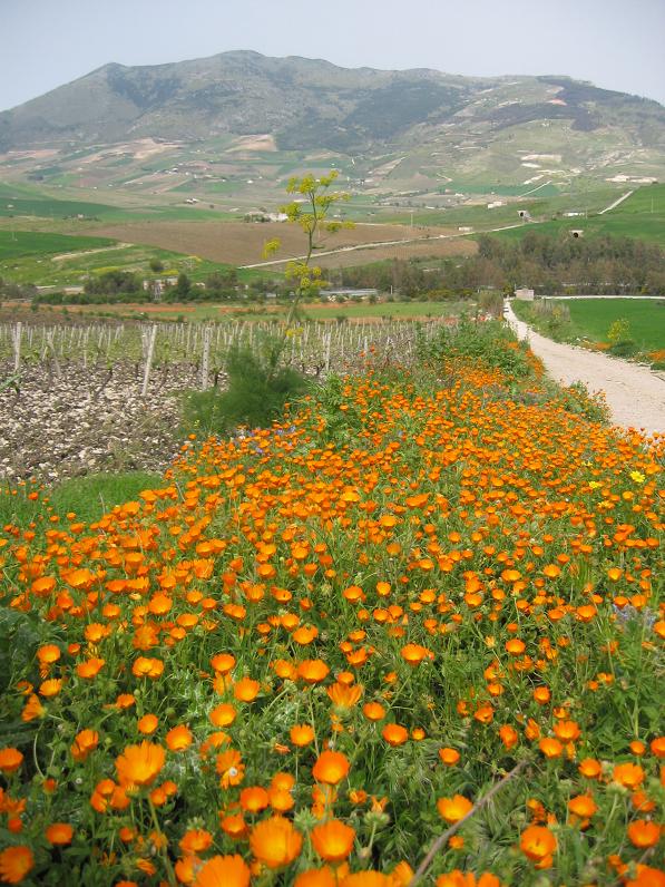 Calendula officinalis / Fiorrancio coltivato